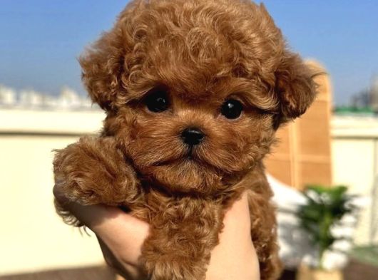 Resmi̇ İşletmeden Kore Toypoodle Yavrulari görsel