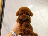 Resmi̇ İşletmeden Kore Toypoodle Yavrulari