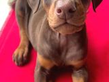 Şampi̇yon Soy Kizil Doberman Yavrularimiz