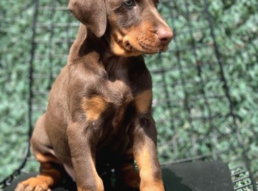 Şampi̇yon Soy Kizil Doberman Yavrularimiz