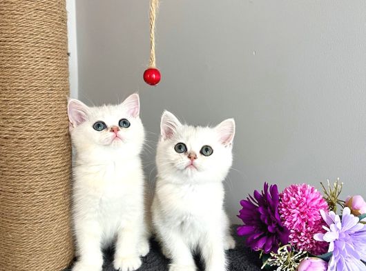 Safkan British Shorthair Silver yavrular