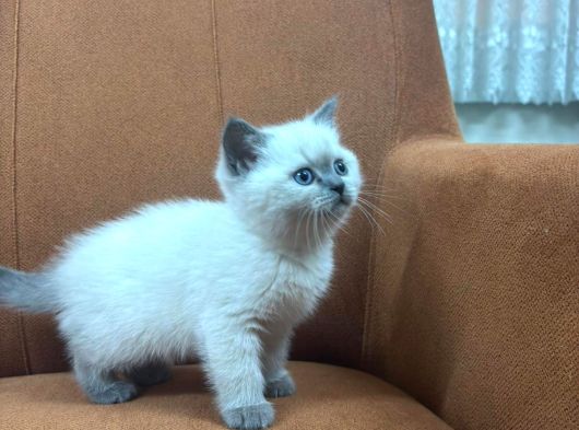 55 60 Günlük 2 Bluepoint 2 Scottish Kardeş görsel