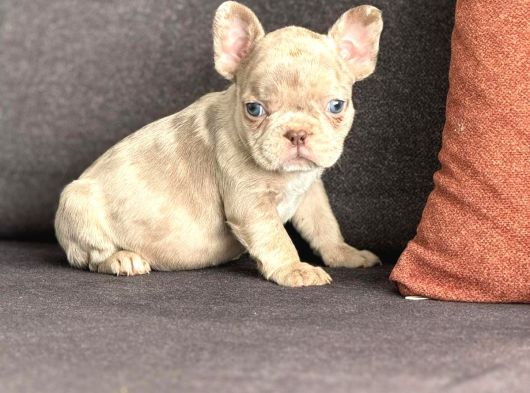 14 Şubat Doğumlu Blue Merle French görsel