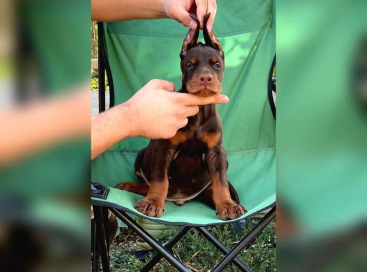 Fci Kif Secereli Doberman Yavruları görsel