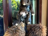 Dev Labradoodle Yavrular