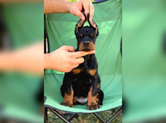FCI KIF secereli Doberman yavruları