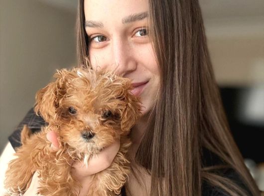 Orijinal Teacup Maltipoo görsel