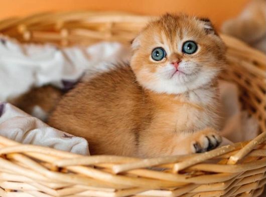 Altın Portakal Golden Scottish Fold görsel