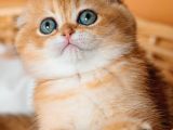 Altın Portakal Golden Scottish Fold