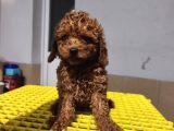 Aşılı Poodle Bebekler