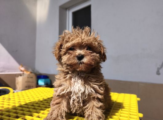 Aşılı Poodle Bebekler görsel