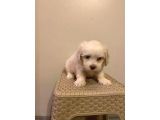 Mini Boy Maltese Yavrularımız