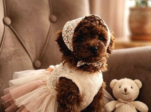 Mini mini boy poodle bebekler