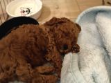 Mini Mini Boy Poodle Bebekler