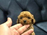 Safkan toy poodle yavrularımız