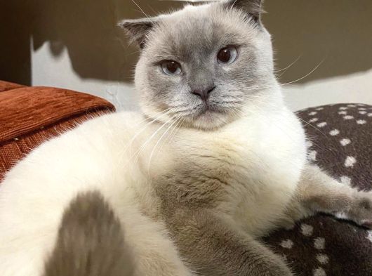 Ücretsi̇z Erkek British Shorthair