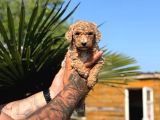 Anne Ve Bebek Dev Poodle
