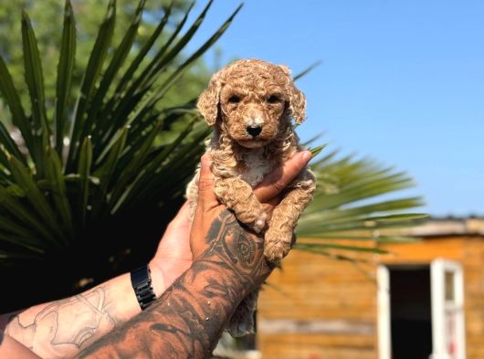 Anne Ve Bebek Dev Poodle görsel