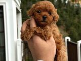 Safkan Poodle Yavruları