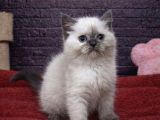 Mükemmel Bri̇tti̇sh Shorthai̇r Kedi̇leri̇mi̇z