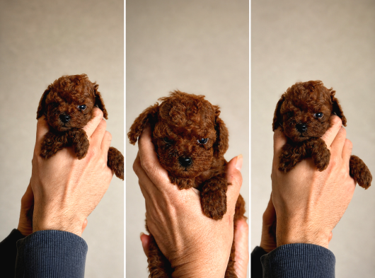 Kore poodle babby