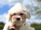 Kar Beyazı Maltese Terrier Bebeklerimiz