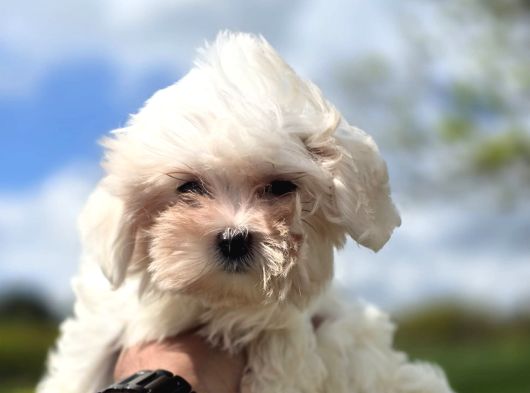 Mini Boy Maltese Terrier görsel