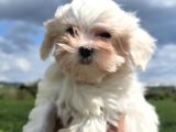 Mini Boy Maltese Terrier
