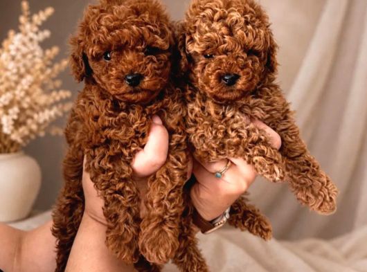 Toy poodle ırkının en güzeli mükemmel yavrular