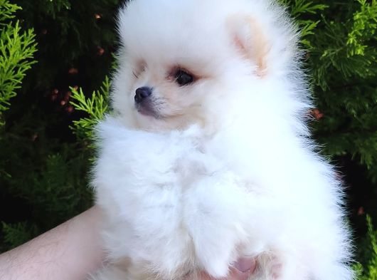 Pomeranian Boo Yavrularımız Yeni Yuvalarını Arıyor görsel