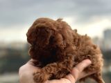 Safkan Toy Poodle Yavrularımız