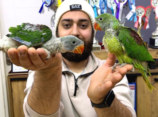 45-50 Günlük Bebek El Besleme İskender Papağani Yavrular