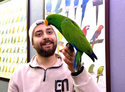 Konuşan Ek15 Mi̇kroçi̇pli̇ Eclectus Papağani Eği̇ti̇mli̇ görsel