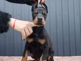 King Doberman Kalite Yavrular Gel Gör Al Elden Teslim