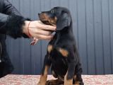 King Doberman Kalite Yavrular Gel Gör Al Elden Teslim