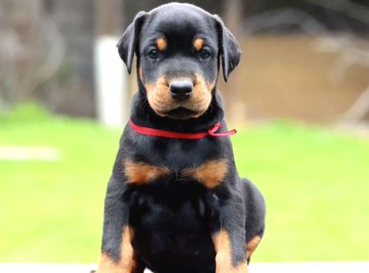 King Doberman Kalite Yavrular Gel Gör Al Elden Teslim görsel