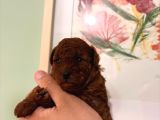 Kore Teacup Ve Toy Poodle Yavruları