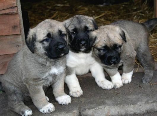 Safkan Aşili Kangal Yavrularimiz görsel