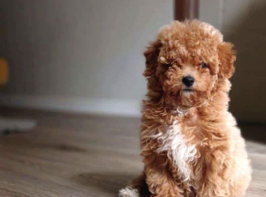 Orijinal Teacup Maltipoo