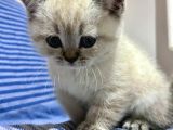 45 Günlük Mavi Gözlü British Shorthair