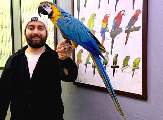 EĞİTİMLİ KONUŞAN EVCİL SARILACİVERT MACAW PAPAĞANIM