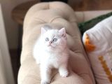 Safkan Ayi Surat Scrli̇ Babadan Bri̇ti̇sh Shorthai̇r