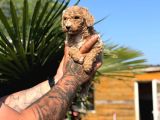 Anne Ve Bebek Dev Poodle