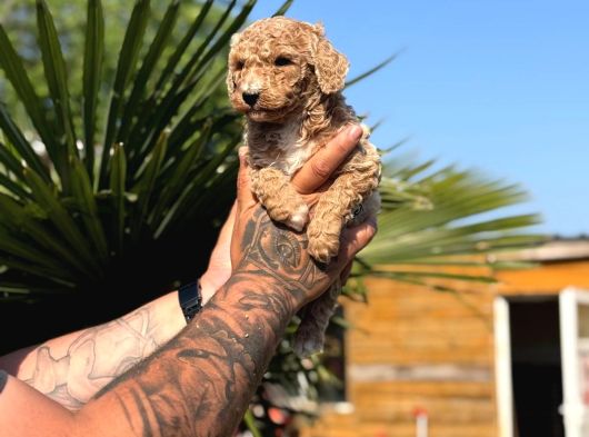 Anne Ve Bebek Dev Poodle görsel