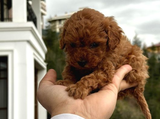 Safkan Toy Poodle Yavrularımız görsel