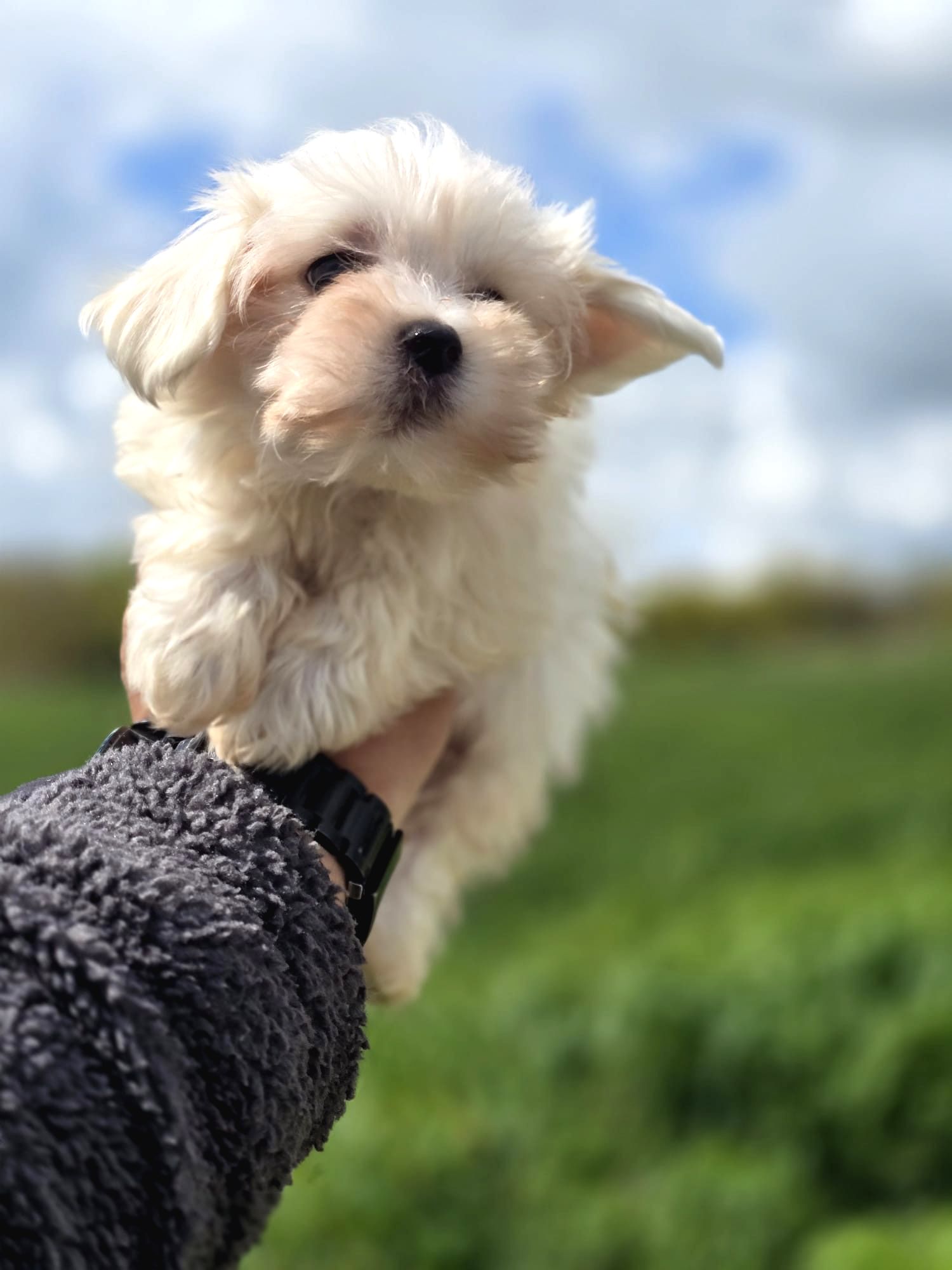Mini Boy Maltese Terrier | Maltese Terrier İlanı | Patibul