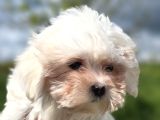 Mini Boy Maltese Terrier