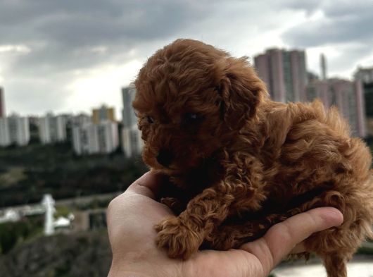Safkan Poodle Yavruları görsel