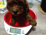 Tea Cup Kore Kan Toy Poodle Yavrularımız