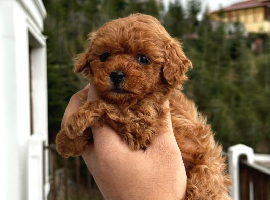 Safkan Poodle Yavruları görsel